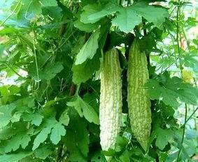 老贺吃瓜  第2张