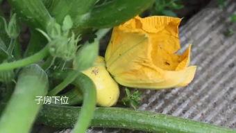 和小源吃瓜  第2张